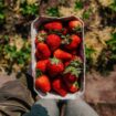 Berries