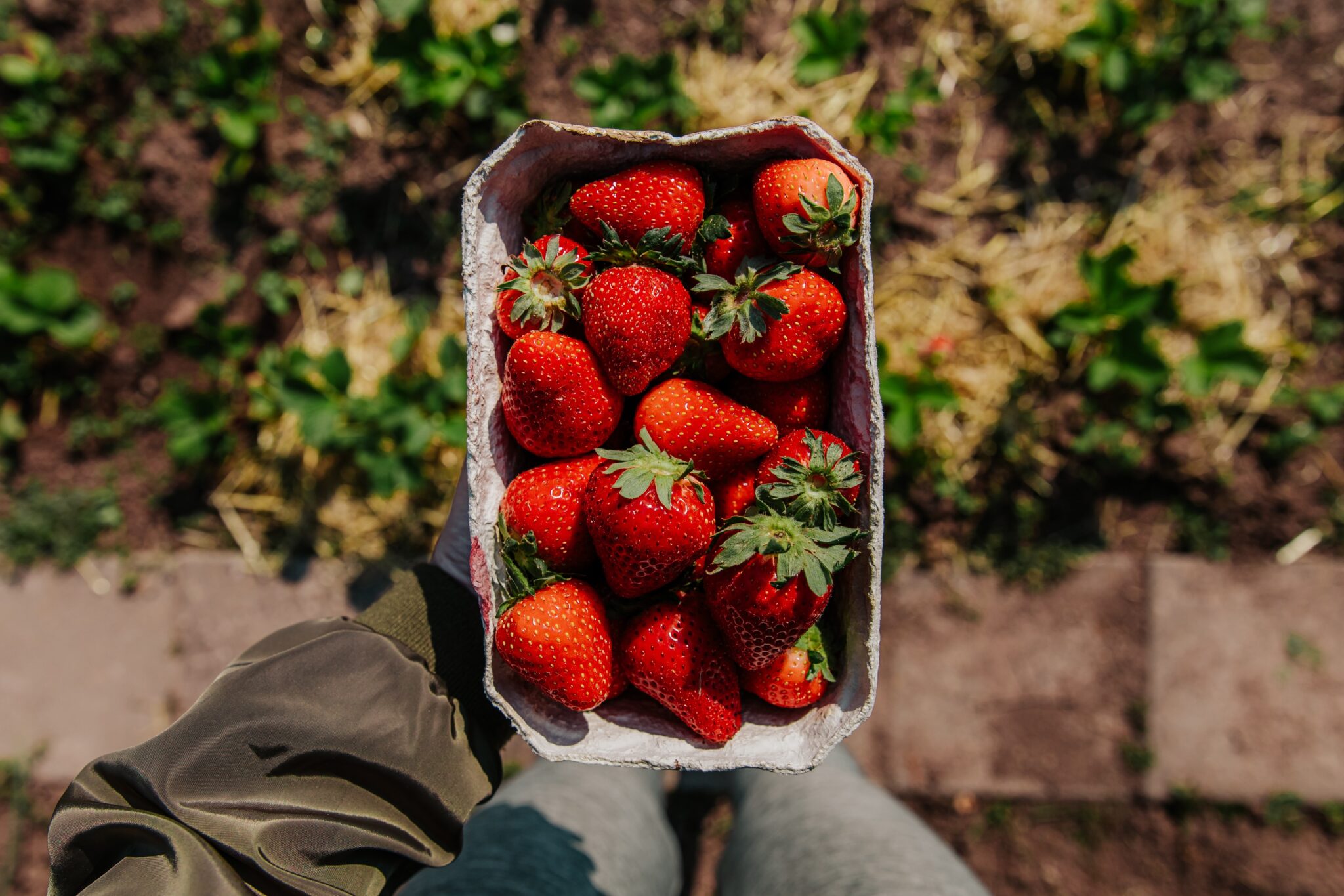 Berries