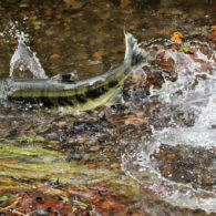 Carkeek Park: chum salmon splashing in stream