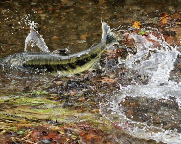 Carkeek Park: chum salmon splashing in stream