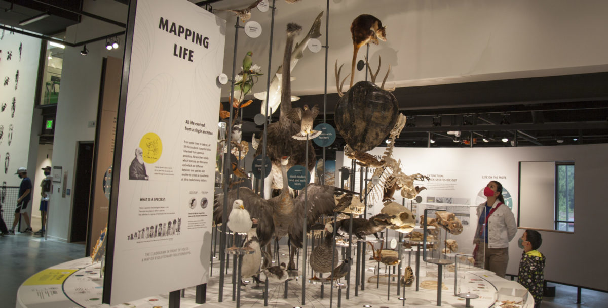 Dinosaur skeleton display at the Burke Museum in Seattle