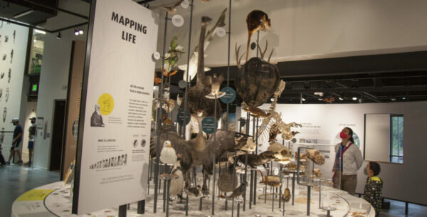 Dinosaur skeleton display at the Burke Museum in Seattle