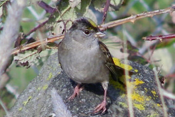 bird count