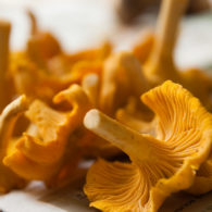 fall recipes