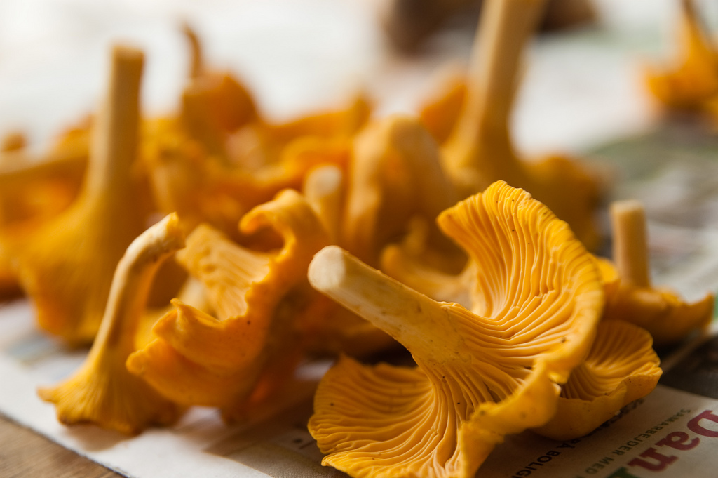 fall recipes