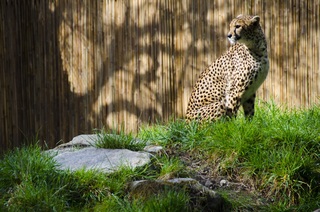 Cheetah_Intro.jpg