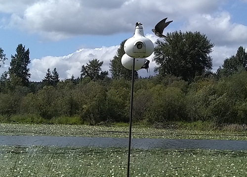 Purple Martins