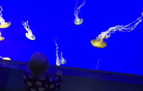 Pacific Seas Aquarium