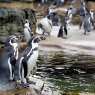 Rainy day Humboldt Penguins at the Woodland Park Zoo