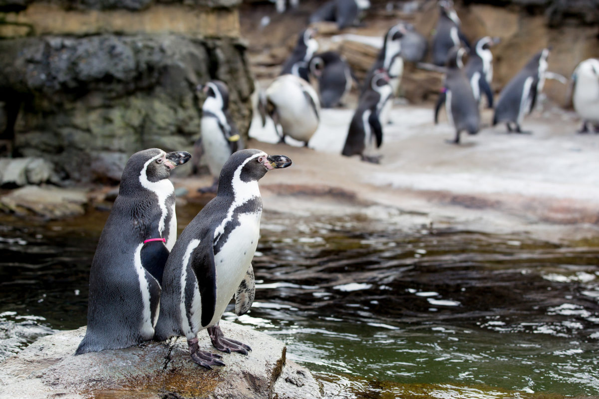 Rainy day Humboldt Penguins at the Woodland Park Zoo