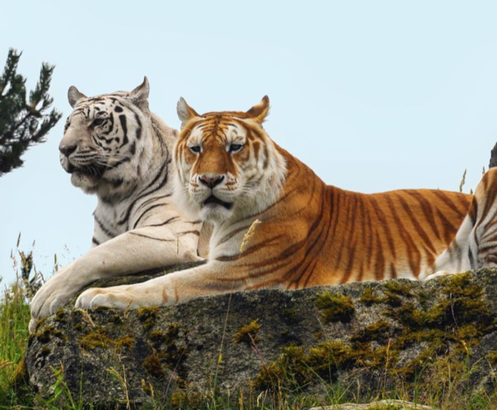 Cougar Mountain Zoo, Issaquah