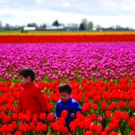 tulip festival photo tips