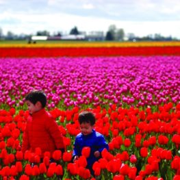 tulip festival photo tips