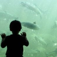 There are several places to see salmon return to the rivers this fall
