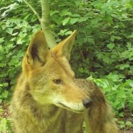 carnivore spotter