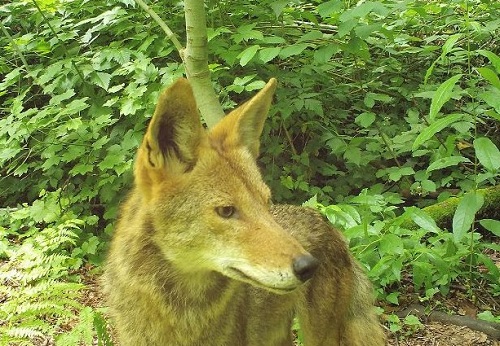 carnivore spotter