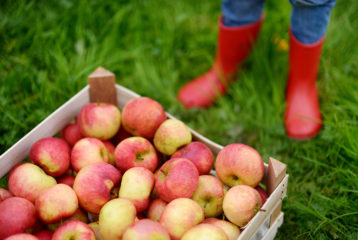 Crate of freshly picked apples on the ground with kids’ rain boots nearby during a Seattle-area apple picking trip