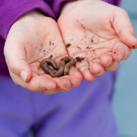 bugs in your back yard