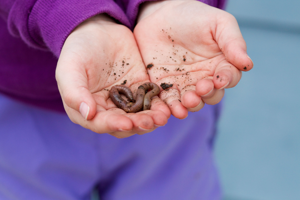 bugs in your back yard