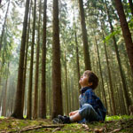 my-forest.jpg