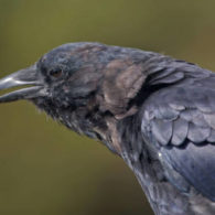 Guide to animals and birds