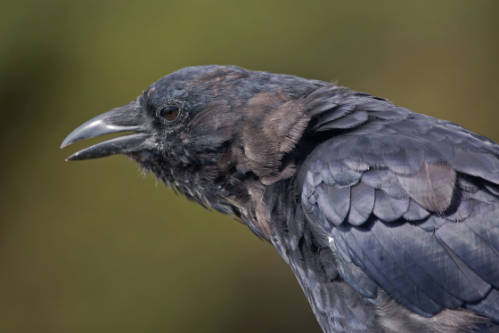 Guide to animals and birds