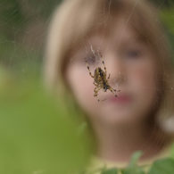 Child observes a spider sitting in the center of its web outdoors in Seattle.