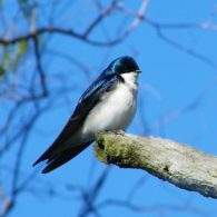 Union Bay Natural Area