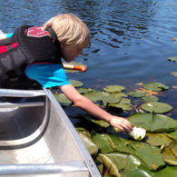 Six-year-old touching a lily pad when renting a canoe at UW.