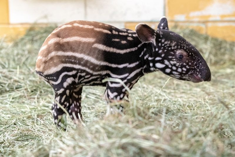 baby Malayan tapir