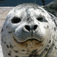 Weekend picks Barney the Harbor Seal, one of the animals people can see when Seattle Aquarium reopens June 29
