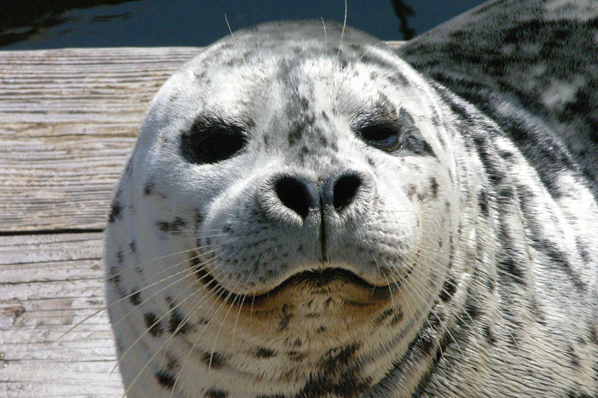 Weekend picks Barney the Harbor Seal, one of the animals people can see when Seattle Aquarium reopens June 29