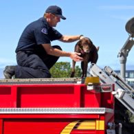Erika's picks: Fire day at MOHAI