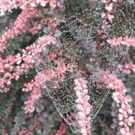 Spiders: spider webs outlined by dew in a bush with pink leaves