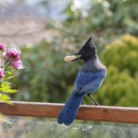 weekend picks: Steller's Jay on a fence holding a peanut in its beak