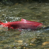 Sockeye salmon navigating rocks in Piper’s Creek at Carkeek Park, Seattle.