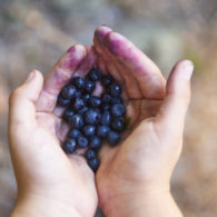 weekend picks: child's hands holding blueberries