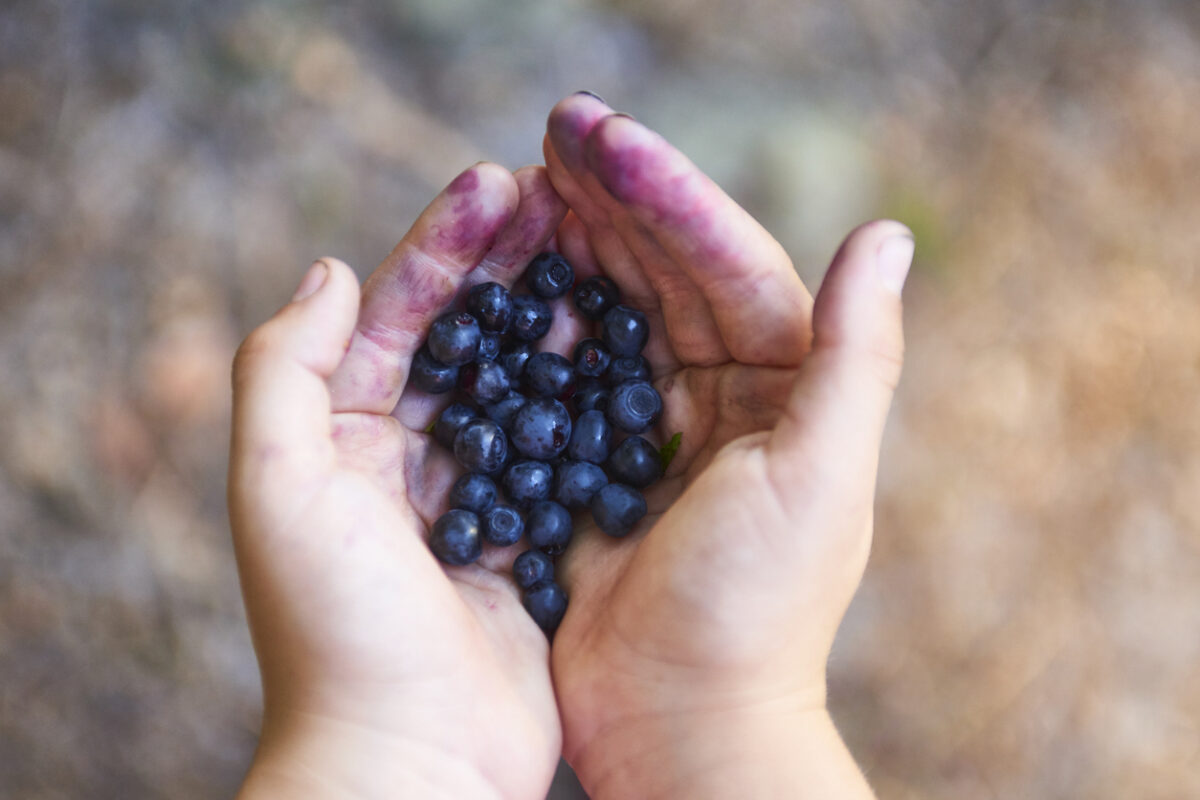 weekend picks: child's hands holding blueberries