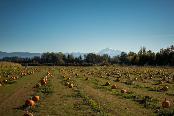 Pumpkin field at Bellewood Farm with Mount Baker in the background.
