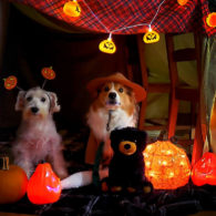 Halloween campout