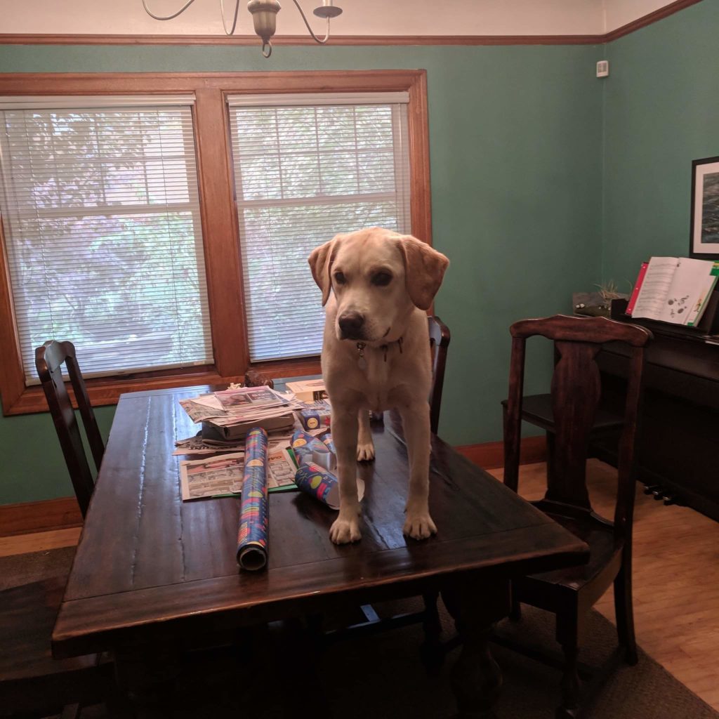 misbehaving puppy
