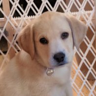puppy in training