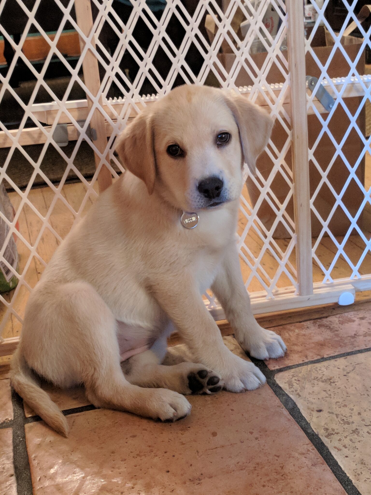 puppy in training