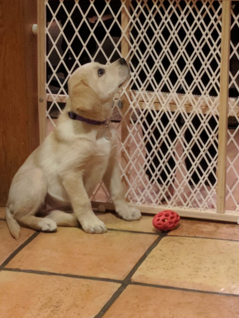 puppy listening to command