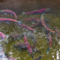 Erika's weekend picks: female sockeye in the Cedar River