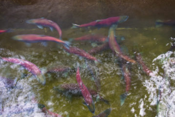 Erika's weekend picks: female sockeye in the Cedar River