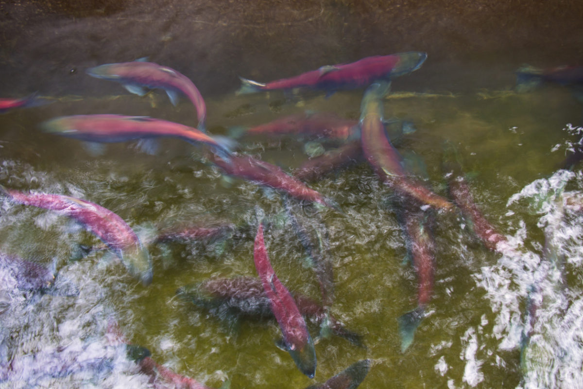 Erika's weekend picks: female sockeye in the Cedar River