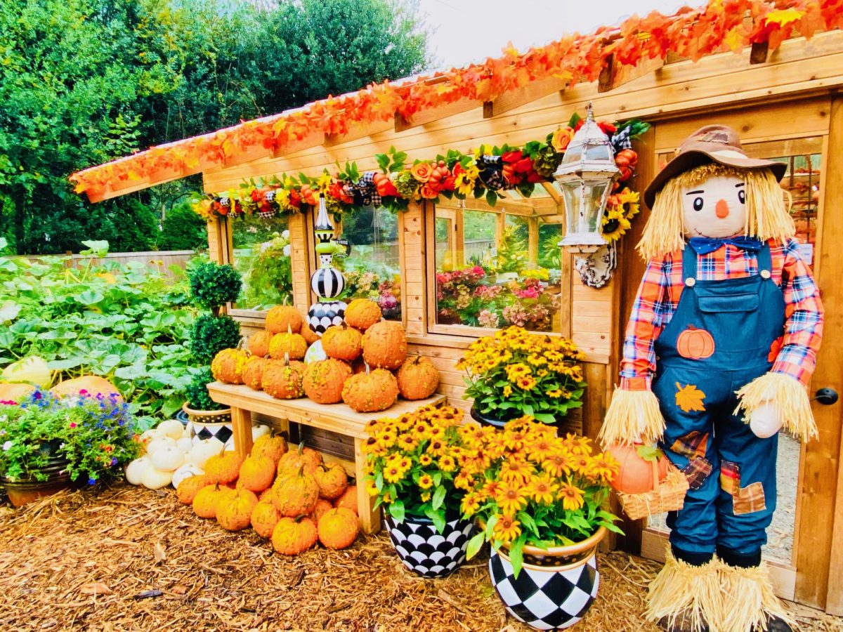 Pumpkin Patches: Display at Fox Hollow Family Farm