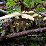 mushrooms growing from the forest floor in Discovery Park