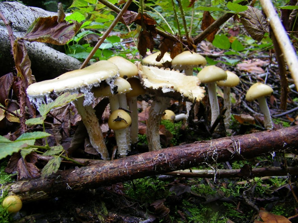 mushrooms growing from the forest floor in Discovery Park